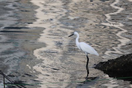Photo for A magnificent white bird called the great egret - Royalty Free Image