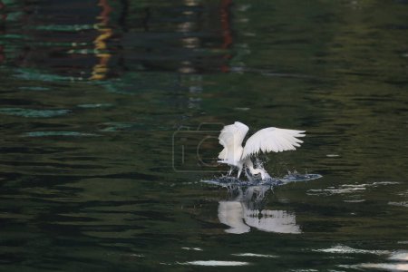 Téléchargez les photos : Un magnifique oiseau blanc appelé la grande aigrette - en image libre de droit