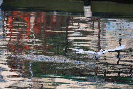 Foto de Un magnífico pájaro blanco llamado la gran garza - Imagen libre de derechos
