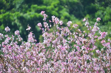 Photo for Bauhinia purpurea tree blossoming - Royalty Free Image