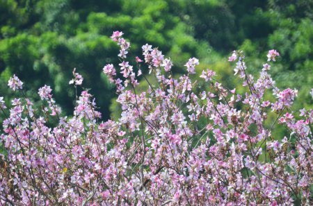 Téléchargez les photos : Bauhinia purpurea floraison de l'arbre - en image libre de droit