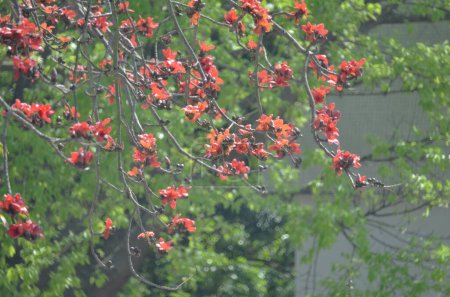 Foto de La flor de algodón de seda roja - Imagen libre de derechos