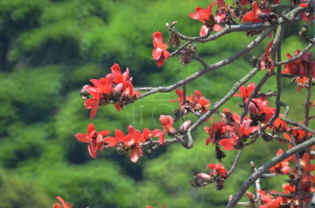 Foto de Flor del Algodón Rojo de Seda - Imagen libre de derechos