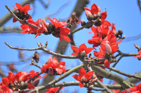 Foto de Flores del árbol de algodón de seda rojo - Imagen libre de derechos