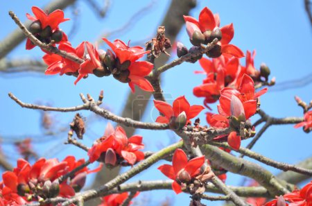 Téléchargez les photos : Fleurs de l'arbre de coton de soie rouge - en image libre de droit