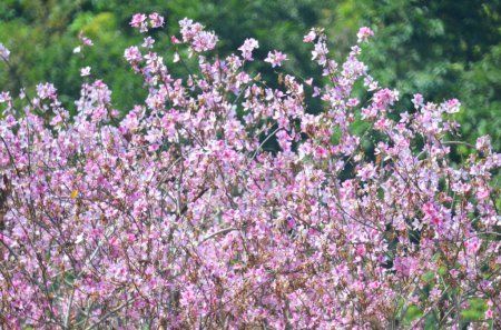 Photo for Bauhinia purpurea tree blossoming - Royalty Free Image