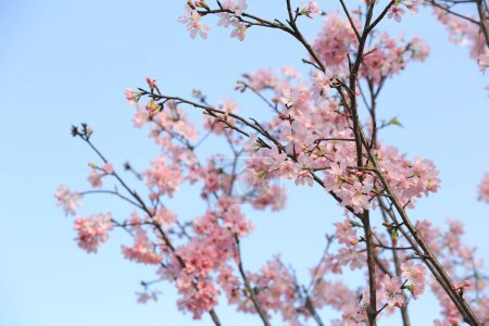 Foto de Flores de sakura, la temporada de primavera, El concepto de la naturaleza - Imagen libre de derechos
