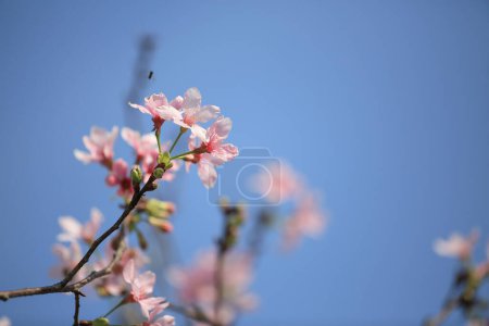Foto de Flores de cerezo en plena floración, bajo el cielo azul de primavera. - Imagen libre de derechos