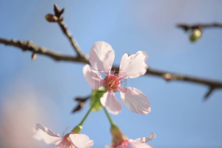 Photo for Cherry blossoms in full bloom, under blue spring sky. - Royalty Free Image