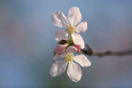 Foto de Los cerezos florecen con las luces y bokeh - Imagen libre de derechos