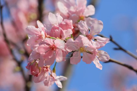Foto de Flores de cerezo en plena floración, bajo el cielo azul de primavera. - Imagen libre de derechos