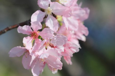 Foto de Los cerezos florecen con las luces y bokeh - Imagen libre de derechos