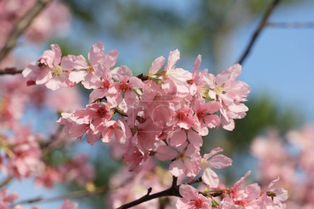Téléchargez les photos : Fleurs de cerisier en pleine floraison, sous le ciel bleu du printemps. - en image libre de droit