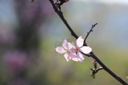 Photo for The Cherry blossoms with lights and bokeh - Royalty Free Image