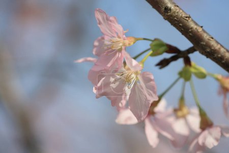 Téléchargez les photos : Les Cerisiers fleurissent avec les lumières et le bokeh - en image libre de droit