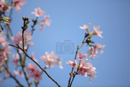 Téléchargez les photos : Fleurs de cerisier en pleine floraison, sous le ciel bleu du printemps. - en image libre de droit