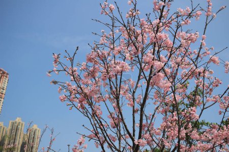 Photo for Blossoming cherry trees framing the nice blue sky - Royalty Free Image