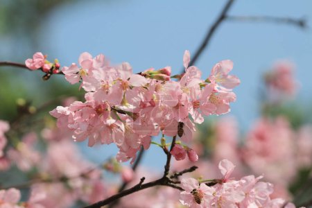 Téléchargez les photos : Cerisiers en fleurs encadrant le beau ciel bleu - en image libre de droit