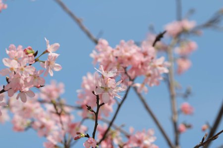 Foto de Cerezos florecientes enmarcando el bonito cielo azul - Imagen libre de derechos