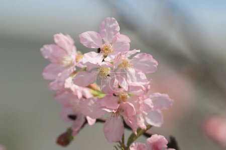 Téléchargez les photos : Cerisiers en fleurs encadrant le beau ciel bleu - en image libre de droit