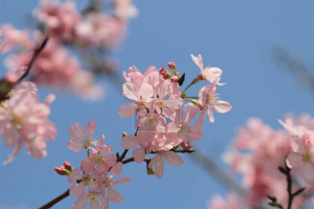 Téléchargez les photos : La fleur de cerisier dans le concept de fleur de printemps, la nature - en image libre de droit
