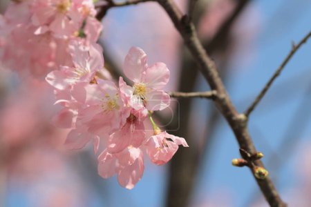 Photo for Cherry blossom in the spring flower concept, the nature - Royalty Free Image