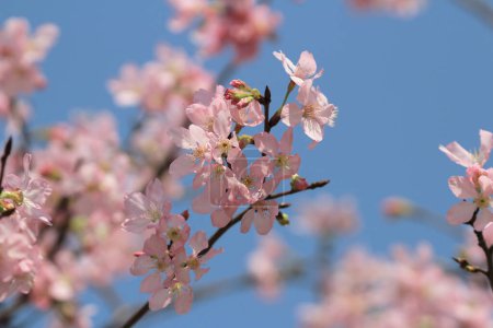 Foto de Flor de cerezo en el concepto de flor de primavera, la naturaleza - Imagen libre de derechos