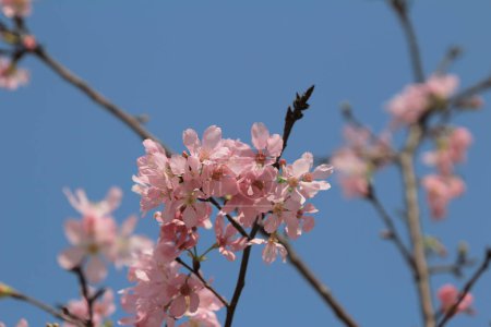 Téléchargez les photos : La fleur de cerisier dans le concept de fleur de printemps, la nature - en image libre de droit