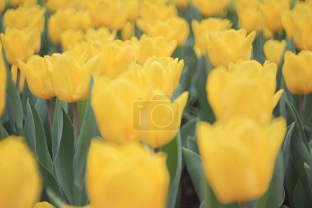 Téléchargez les photos : Tulipes jaunes fleurissant au printemps, fond de fleurs bokeh, - en image libre de droit