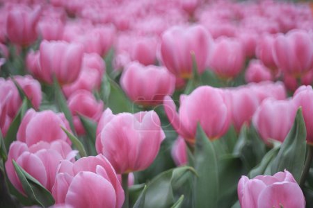 Téléchargez les photos : Champ plein de tulipes violettes sur le champ de bulbes de fleurs - en image libre de droit