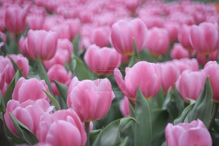 Téléchargez les photos : Champ plein de tulipes violettes sur le champ de bulbes de fleurs - en image libre de droit