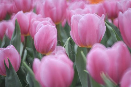 Foto de Campo lleno de tulipanes morados en el campo de bulbos de flores - Imagen libre de derechos
