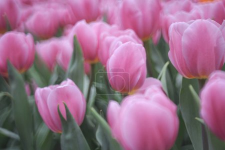 Photo for Field full of purple tulips on the flower bulb field - Royalty Free Image