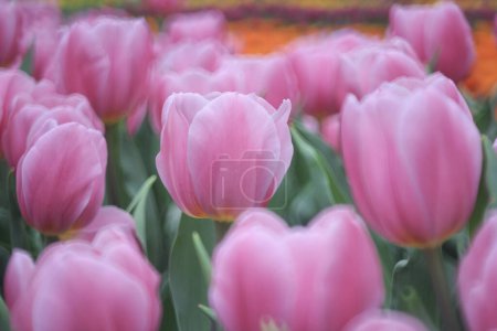 Foto de Campo lleno de tulipanes morados en el campo de bulbos de flores - Imagen libre de derechos