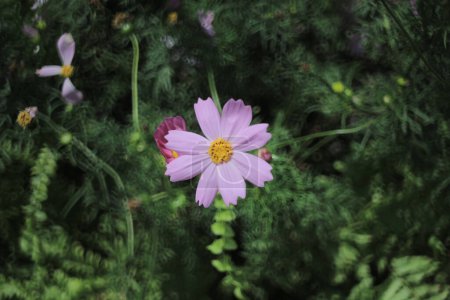 Cosmos bipinnatus, flower show, the spring flower concept