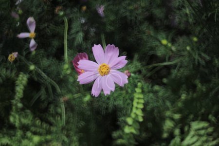 Cosmos bipinnatus, flower show, the spring flower concept