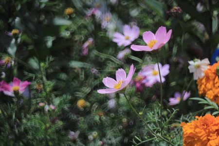 Foto de Cosmos bipinnatus, espectáculo de flores, el concepto de flor de primavera - Imagen libre de derechos