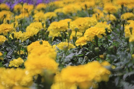 Foto de Flores de caléndula, el concepto de flor de primavera, la naturaleza - Imagen libre de derechos