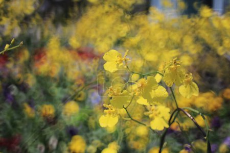 Foto de Cuando Blossoms Dance Oncidium el concepto de flor de primavera, la naturaleza - Imagen libre de derechos