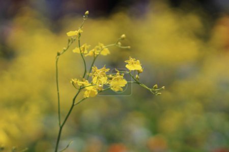Téléchargez les photos : Quand les fleurs dansent Oncidium le concept de fleur de printemps, la nature - en image libre de droit