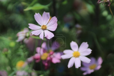 Photo for Osteospermum the spring season, The Concept of Nature - Royalty Free Image