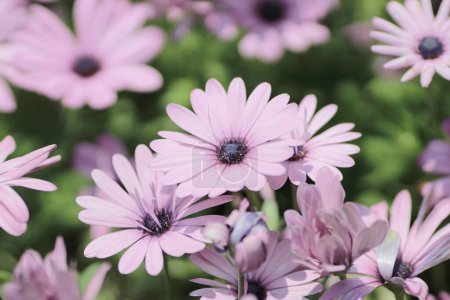 Photo for Osteospermum the spring season, The Concept of Nature - Royalty Free Image