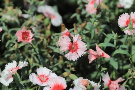 Téléchargez les photos : Dianthus chinensis la saison printanière, Le concept de la nature - en image libre de droit