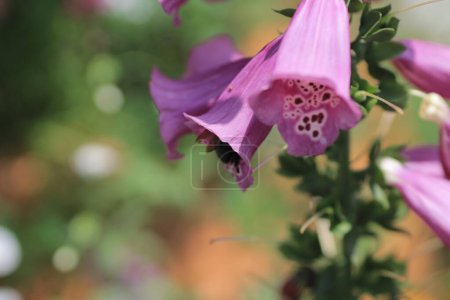 Photo for Purple foxglove The Concept of Nature, the spring season - Royalty Free Image