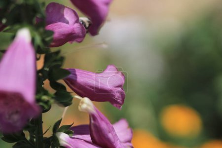 Photo for Purple foxglove The Concept of Nature, the spring season - Royalty Free Image