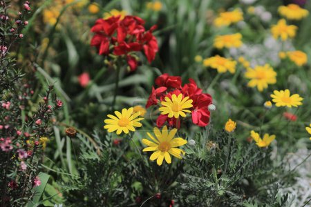 Foto de Crisantemo El concepto de la naturaleza, la temporada de primavera - Imagen libre de derechos