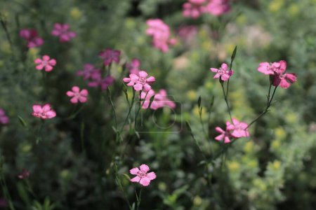 Téléchargez les photos : Dianthus chinensis Le concept de la nature, la saison printanière - en image libre de droit