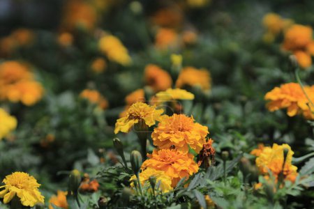 Foto de Flores de caléndula El concepto de la naturaleza, la temporada de primavera - Imagen libre de derechos