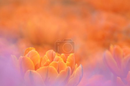 Téléchargez les photos : Tulipe jaune orange avec fond bokeh gris
. - en image libre de droit