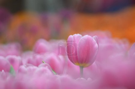 Foto de La temporada de primavera, tulipán con fondo bokeh gris. - Imagen libre de derechos